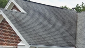 Roof Algae